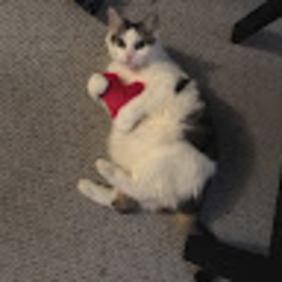 Meet your Posher, Rowan & tig tig - Picture 1 of 1